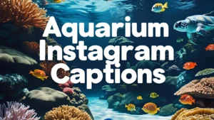 350+ Aquarium Instagram Captions