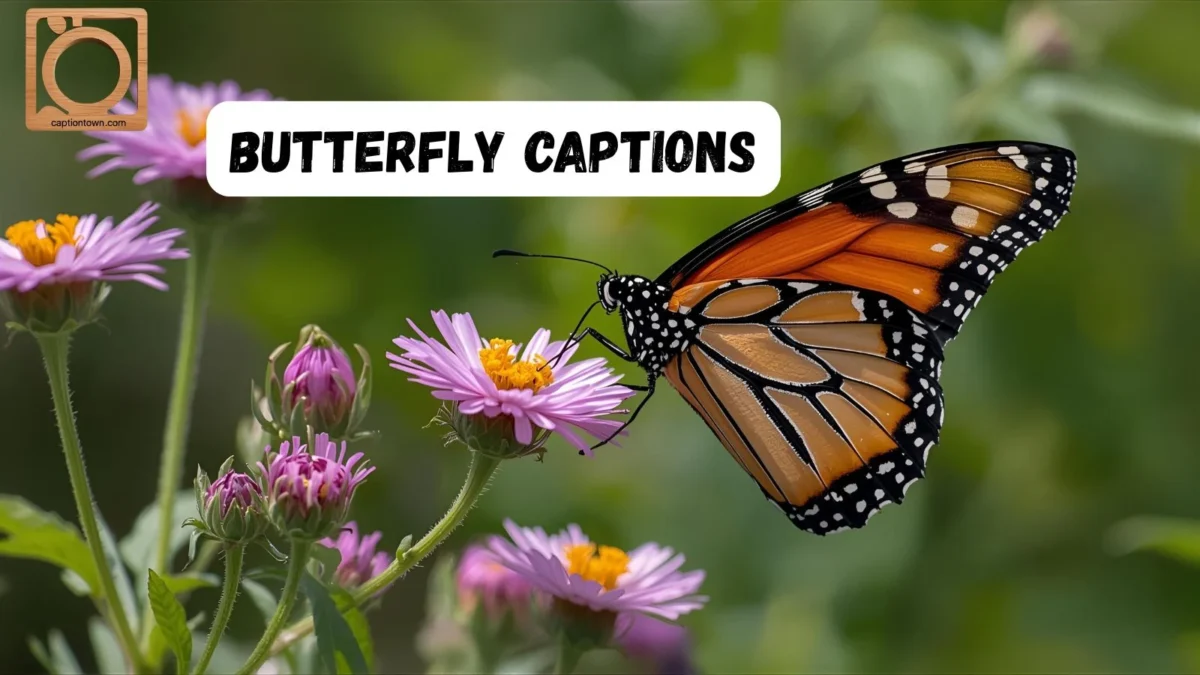 550+ Butterfly Captions for Instagram 2025-2026