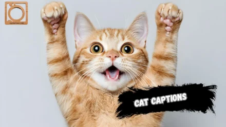 550+ Cat Captions for Instagram 2025-2026