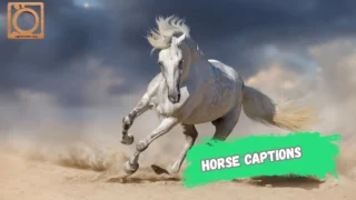 550+ Horse Captions for Instagram 2025-2026
