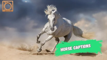 550+ Horse Captions for Instagram 2025-2026