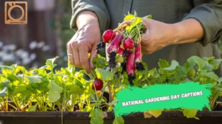 550+ National Gardening Day Captions 2025-2026 🌱🌸