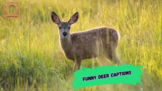 550+ Funny Deer Captions for Instagram 2025–2026