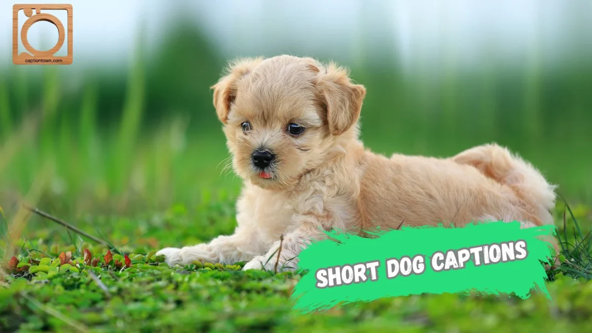 550+ Short Dog Captions for Instagram 2025–2026 🐾 | Cute, Funny & Aesthetic Lines