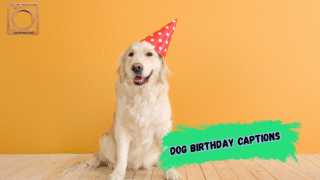 550+ Dog Birthday Captions for Instagram 2025–2026 🐶🎉