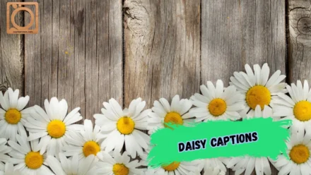 550+ Daisy Captions for Instagram 2026 🌼