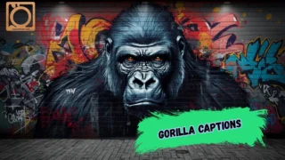 550+ Gorilla Captions for Instagram 2026