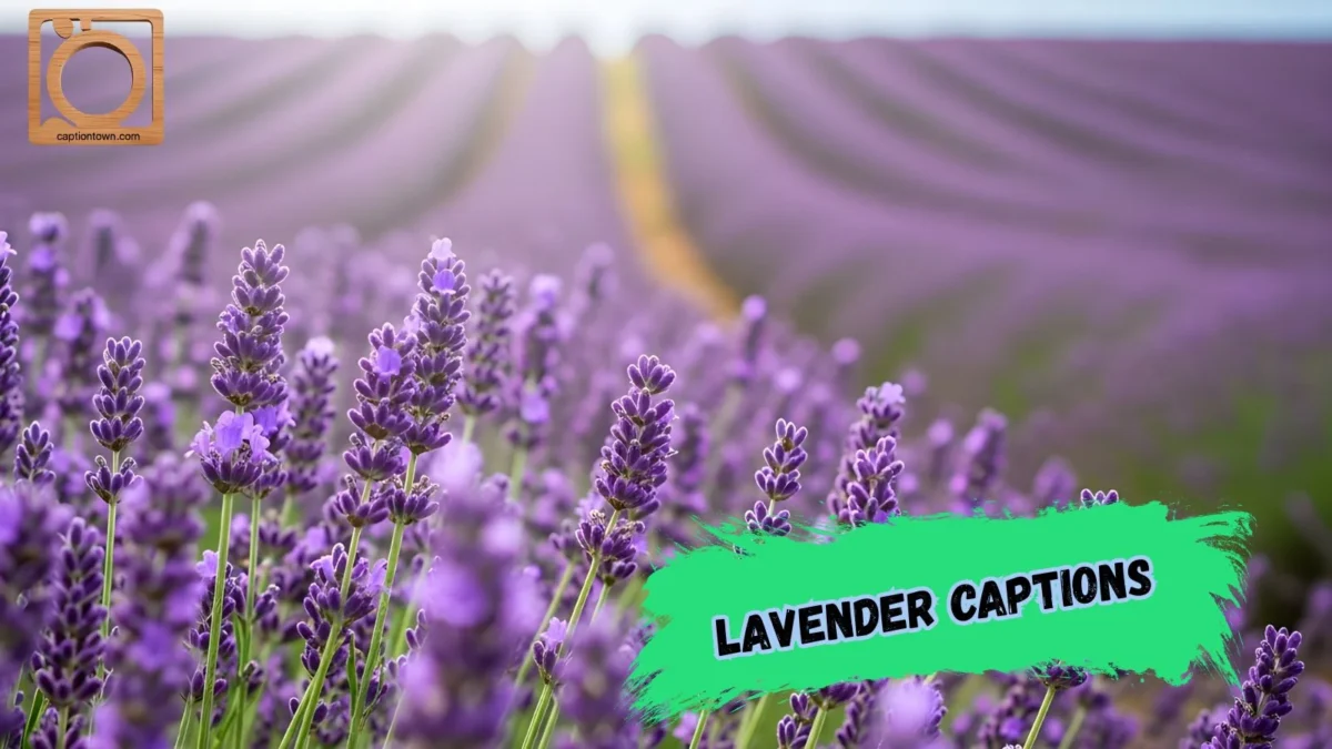 550+ Lavender Captions for Instagram 2026