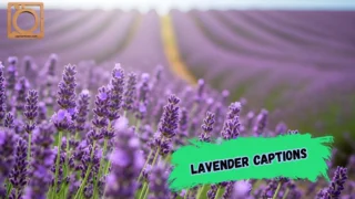 550+ Lavender Captions for Instagram 2026