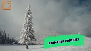 550+ Pine-Tree Captions for Instagram 2026 🌲