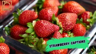 550+ Strawberry Captions for Instagram 2026 🍓