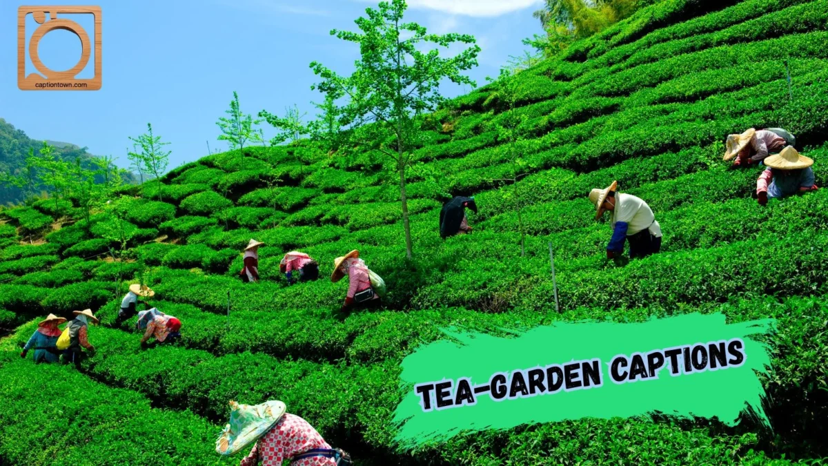 550+ Tea-Garden Captions for Instagram 2026