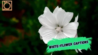 550+ White-Flower Captions for Instagram 2026